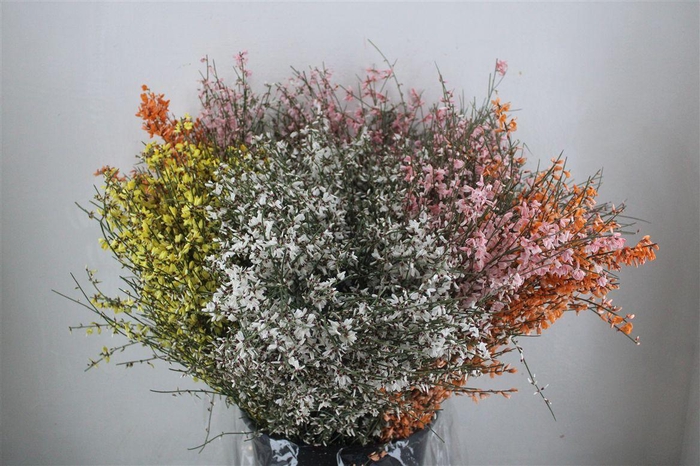 <h4>Ginster 200gr Mix Pbs</h4>