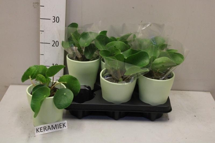 <h4>PILEA PEPEROMIOIDES</h4>