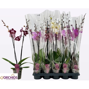 PHAL GEM
