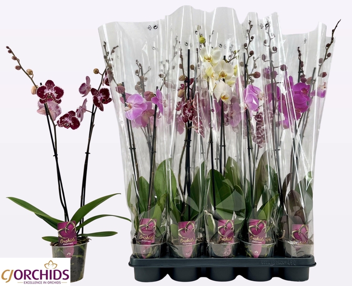 PHAL GEM