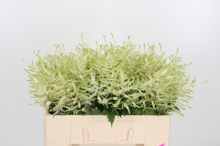 <h4>Astilbe Washingthon</h4>
