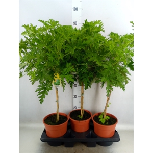 Pelargonium graveolens 'Lemon Tree'