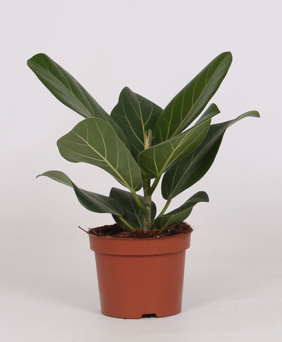 <h4>Ficus Audrey</h4>