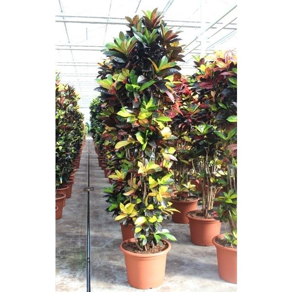 <h4>Codiaeum variegatum kleinbladig 'Mrs Iceton'</h4>