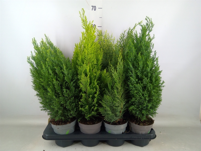<h4>Conifers   ...mix</h4>