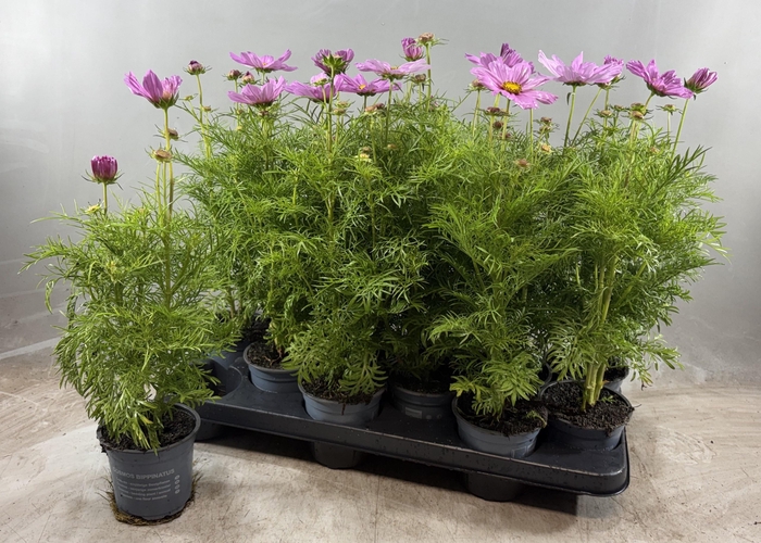 <h4>COSM BIP CASA PINK</h4>