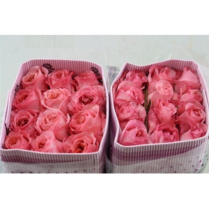 R Gr Pink Xpression