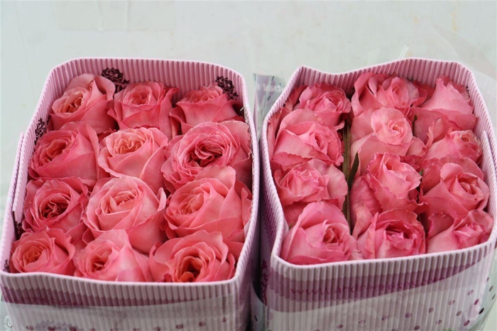 <h4>R Gr Pink Xpression</h4>