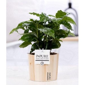 Coffea Arabica in P&PURE Wood pot 5