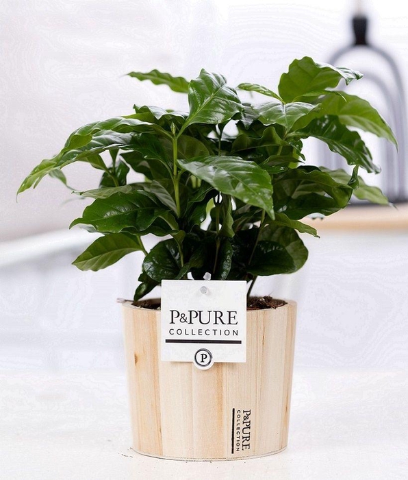 <h4>Coffea Arabica in P&PURE Wood pot 5</h4>