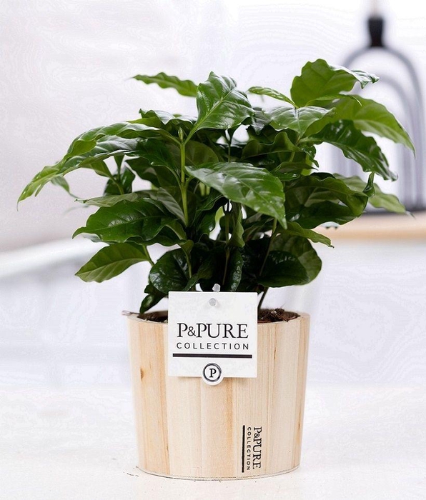 <h4>Coffea Arabica in P&PURE Wood pot 5</h4>