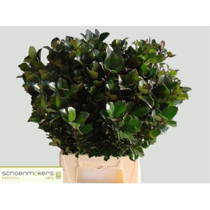 ILEX BL M BLU PRINCE