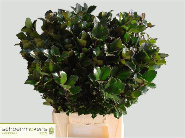 <h4>ILEX BL M BLU PRINCE</h4>