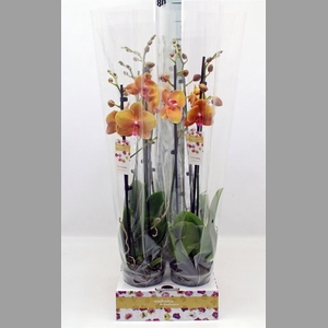 Phalaenopsis   ...