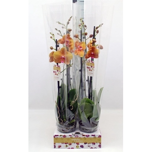 Phalaenopsis   ...