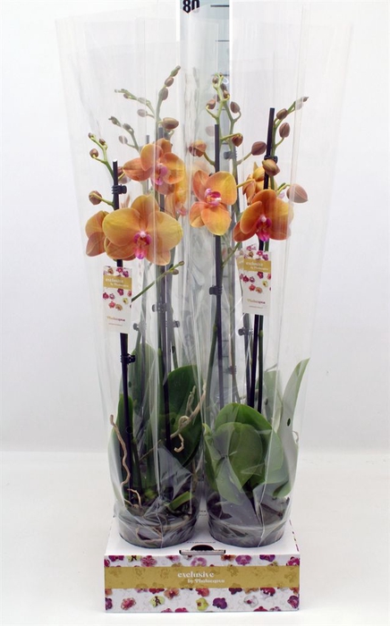 <h4>Phalaenopsis   ...</h4>