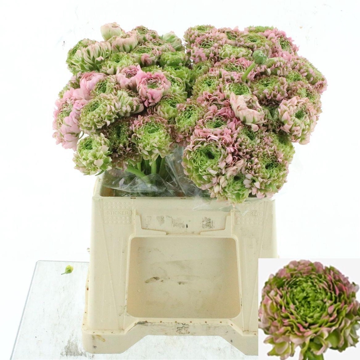 <h4>RAN PON PON ALICE</h4>