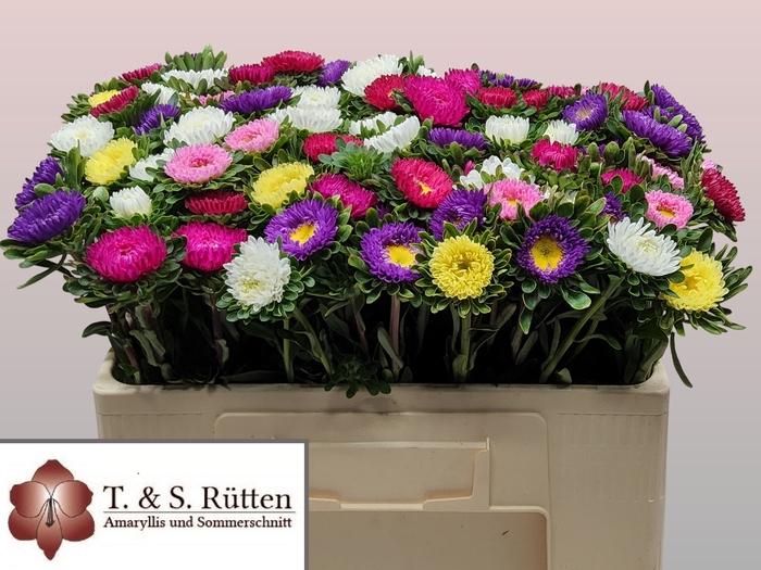 <h4>Callis Mix Ruetten</h4>