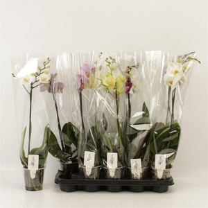 PHAL GEM