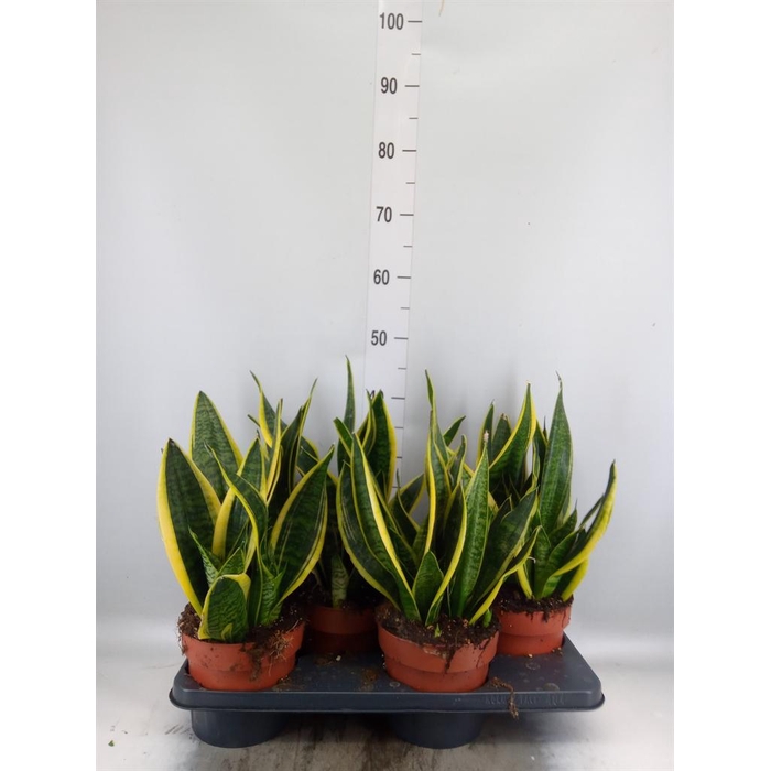 <h4>Sansevieria trifa. 'Futura Superba'</h4>