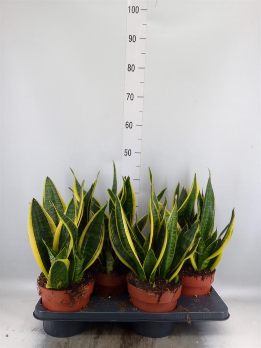Sansevieria trifa. 'Futura Superba'