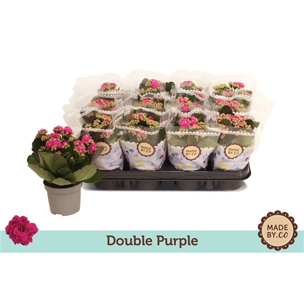 <h4>Kalanchoë Double Purple</h4>