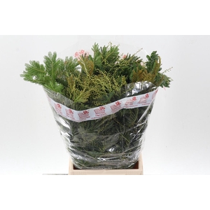 Acacia Baileya Bl Bs