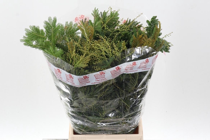 <h4>Acacia Baileya Bl Bs</h4>