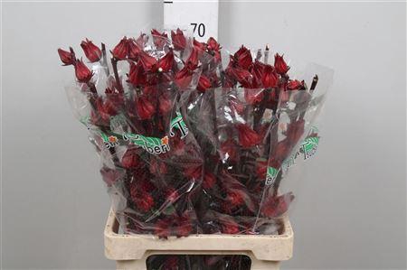 <h4>Hibis Tr Eden Red</h4>