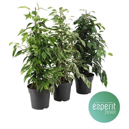 <h4>Ficus Gemengd</h4>