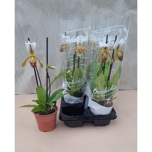 PAPH OV