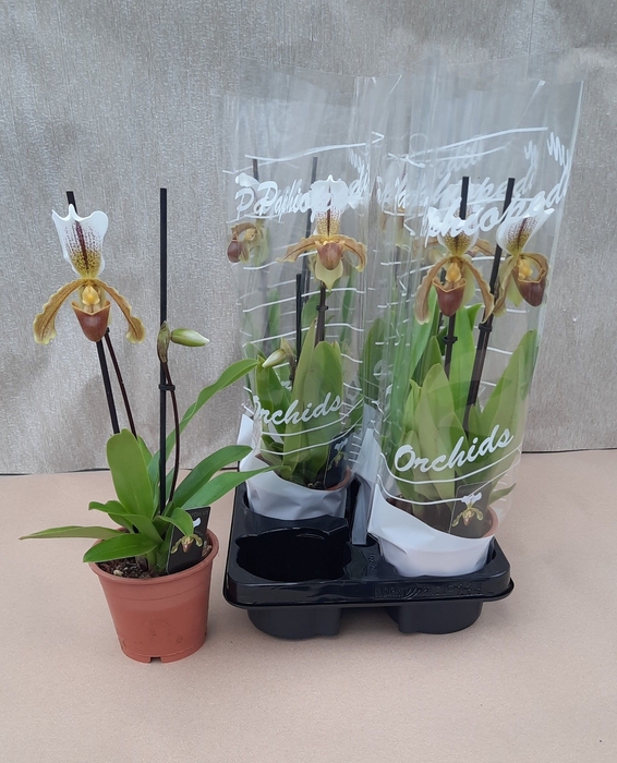 <h4>PAPH OV</h4>