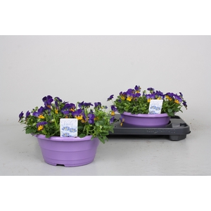 Vio Co Tw Lav+yel Fa