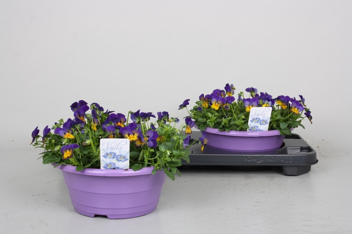 <h4>Vio Co Tw Lav+yel Fa</h4>