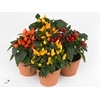 Capsicum annuum 'Mambo'   ...mix
