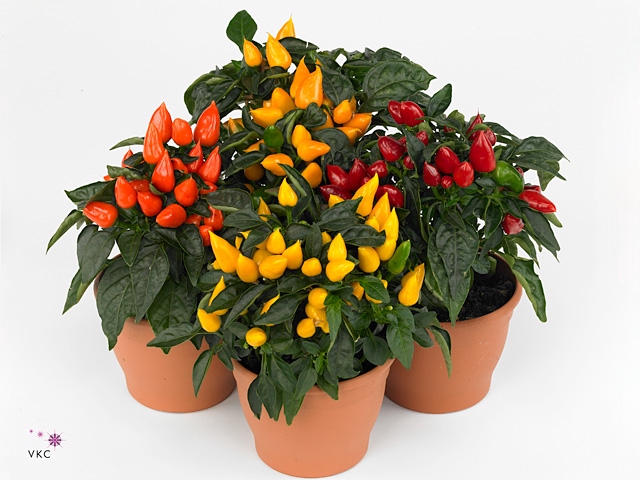 Capsicum annuum 'Mambo'   ...mix