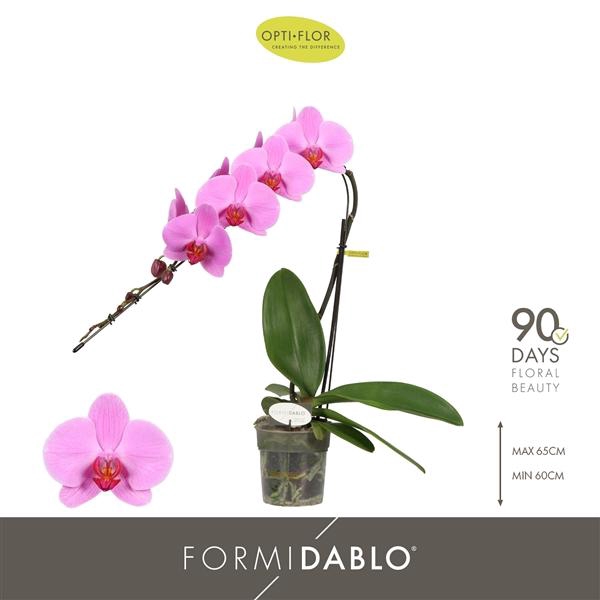 Phalaenopsis overig roze