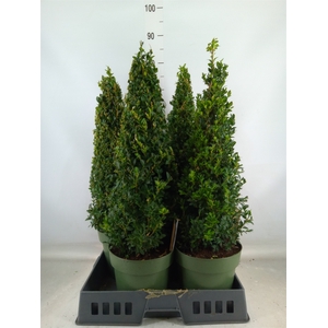 Buxus semp.   ...