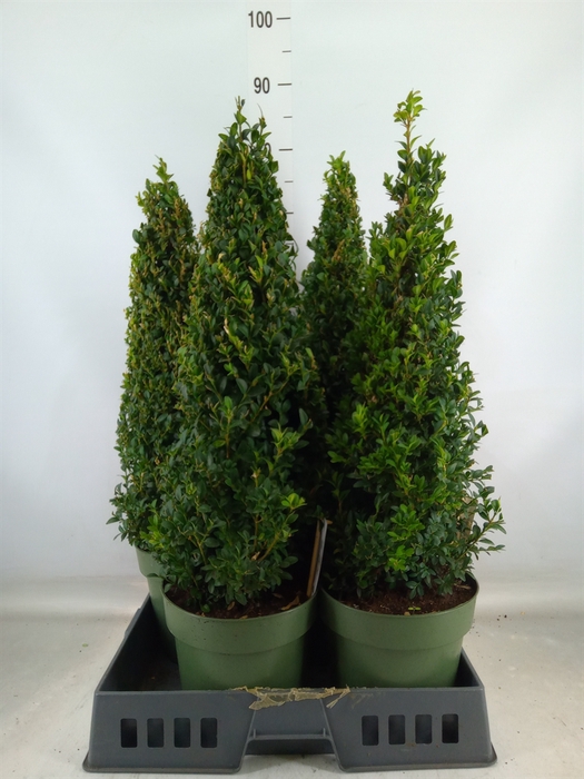 <h4>Buxus semp.   ...</h4>