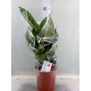 Dieffenbachia  'Green Magic'