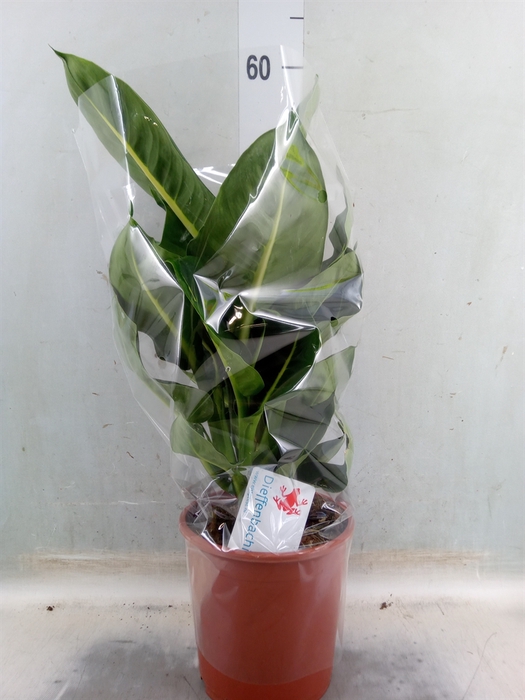 <h4>Dieffenbachia  'Green Magic'</h4>