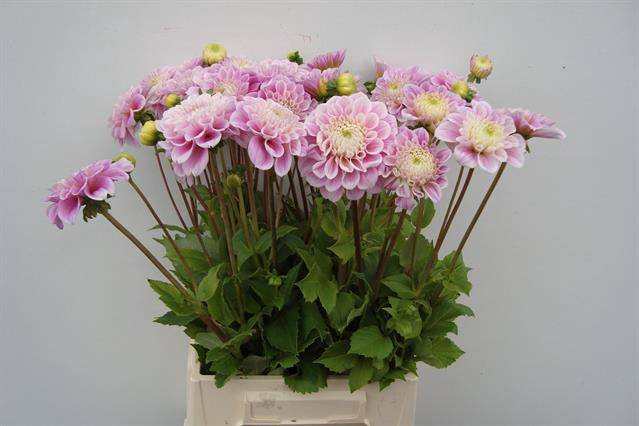 <h4>DAHL DEC SWEET LOVE</h4>