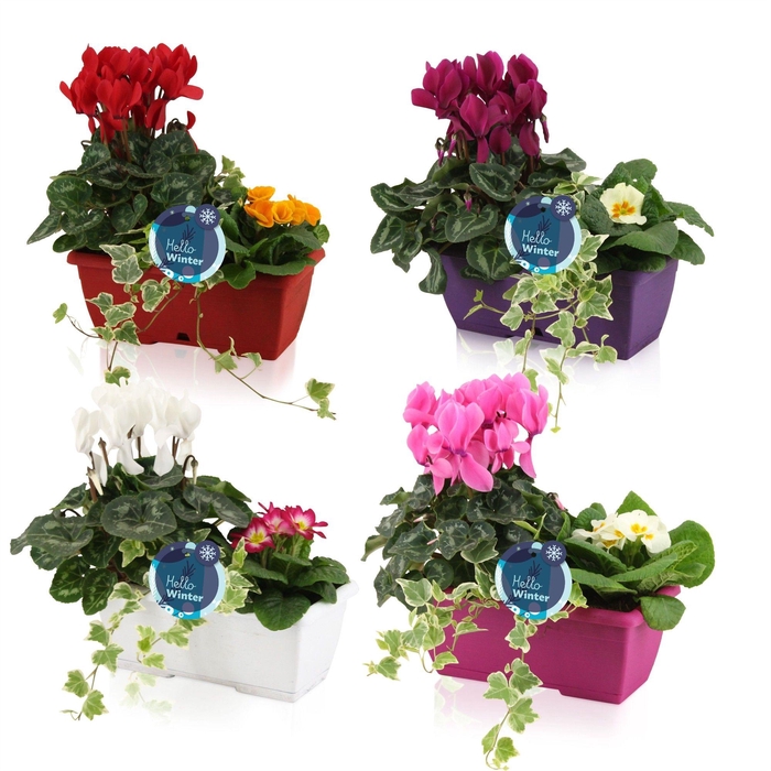 <h4>Arr Tuinplanten</h4>