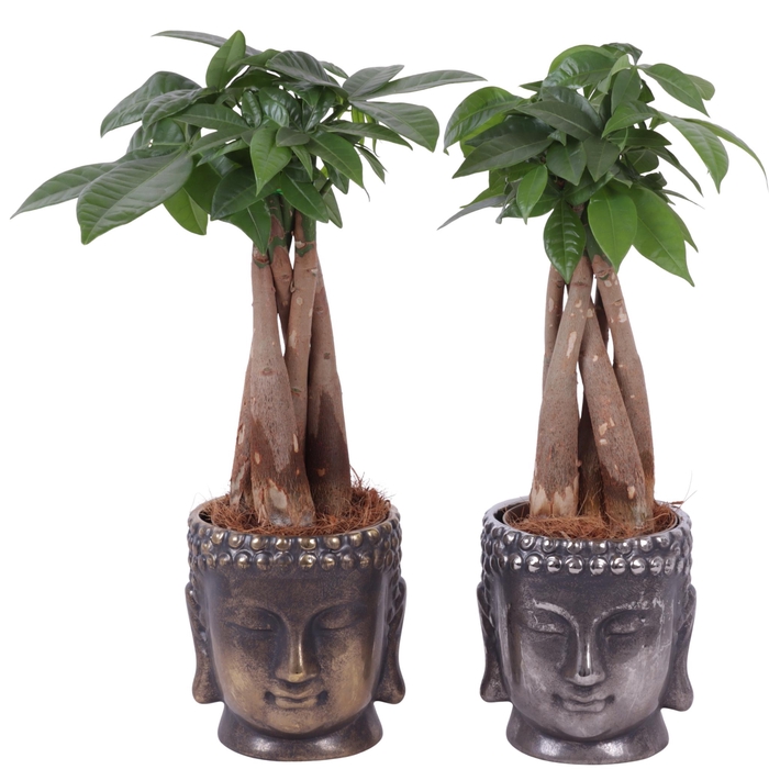 <h4>Pachira Braided Ø09cm in Ceramic Buddha G/S Ø12cm</h4>