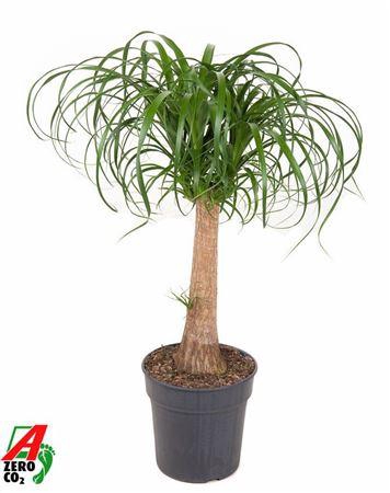 <h4>Beaucarnea Recurvata</h4>