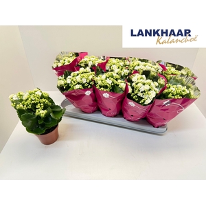 KAL GE PERFECTA WHIT