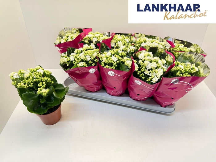 <h4>KAL GE PERFECTA WHIT</h4>