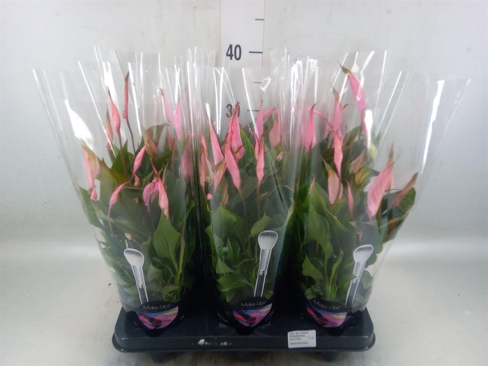<h4>Spathiphyllum  'Bellini'</h4>