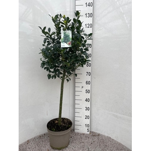 ILEX MESERVEAE