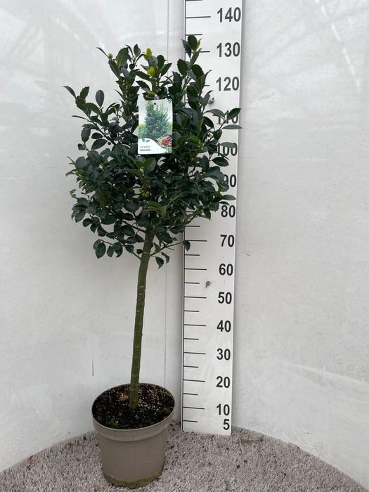 <h4>ILEX MESERVEAE</h4>